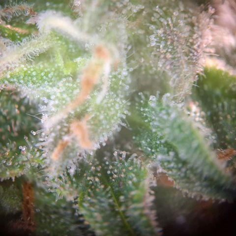 Acapulco Gold growlog timeline photo