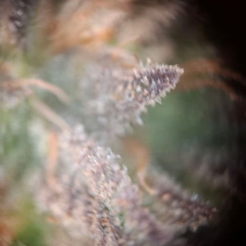 OG Kush growlog timeline photo