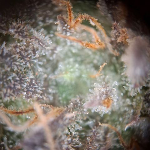 OG Kush growlog timeline photo