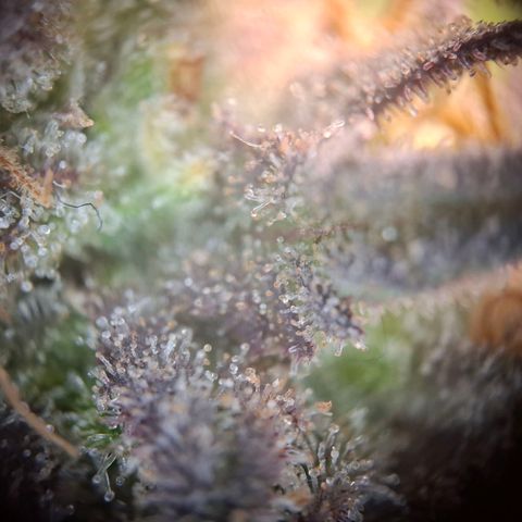 G13 Haze growlog timeline photo