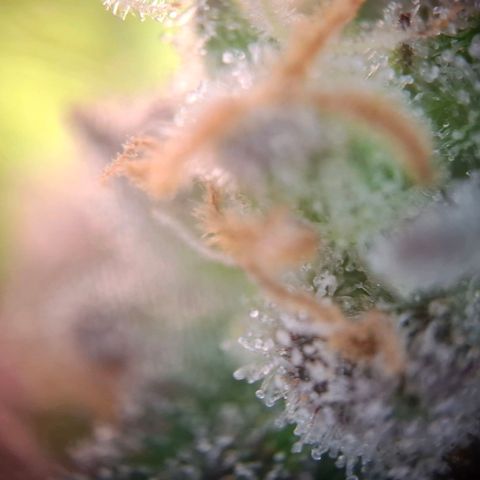 G13 Haze growlog timeline photo