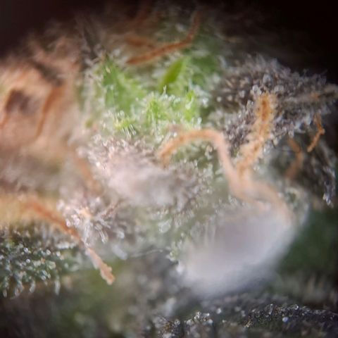 OG Kush growlog timeline photo