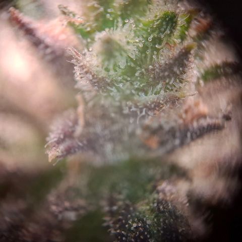 OG Kush growlog timeline photo