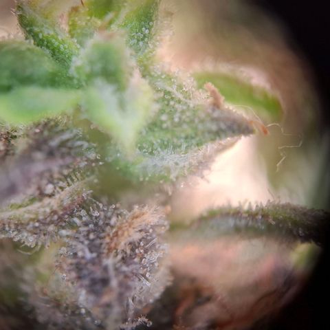 Acapulco Gold growlog timeline photo