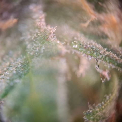 Acapulco Gold growlog timeline photo