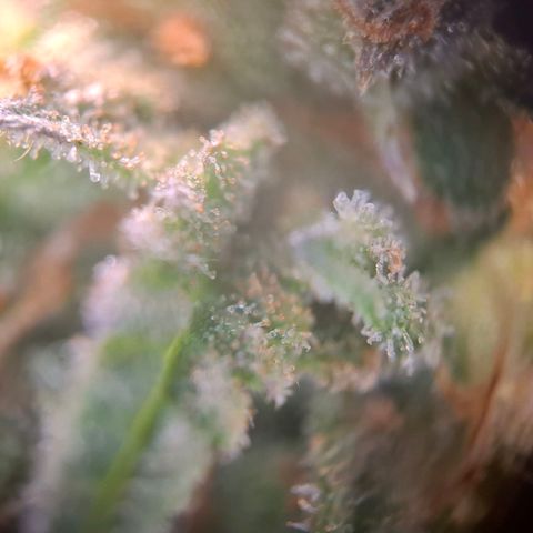 Acapulco Gold growlog timeline photo