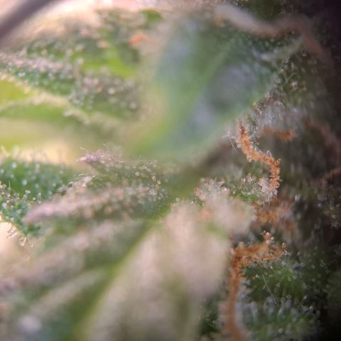 Acapulco Gold growlog timeline photo