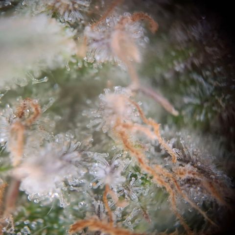 G13 Haze growlog timeline photo