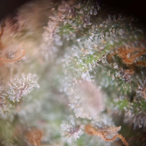 G13 Haze growlog timeline photo