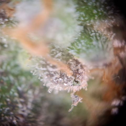G13 Haze growlog timeline photo