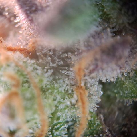 G13 Haze growlog timeline photo