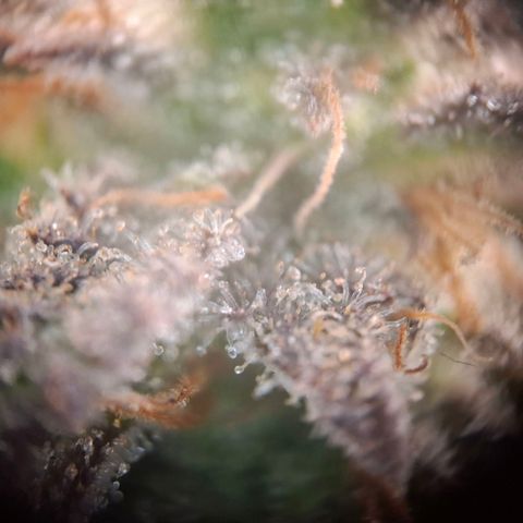 OG Kush growlog timeline photo