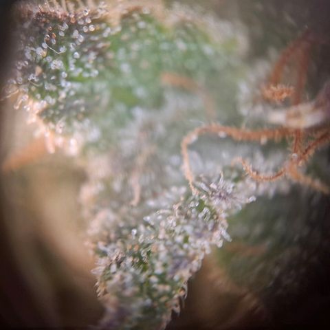 OG Kush growlog timeline photo