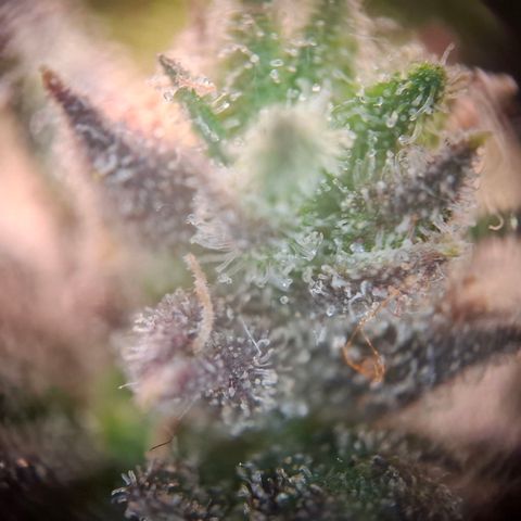OG Kush growlog timeline photo