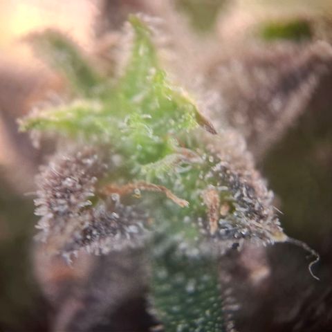 OG Kush growlog timeline photo