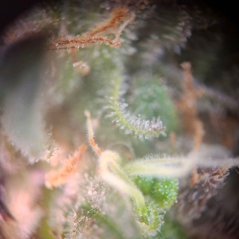 Acapulco Gold growlog timeline photo