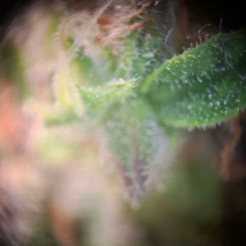 Acapulco Gold growlog timeline photo