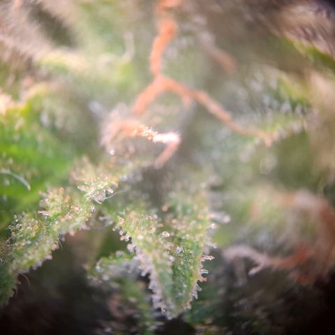 Acapulco Gold growlog timeline photo