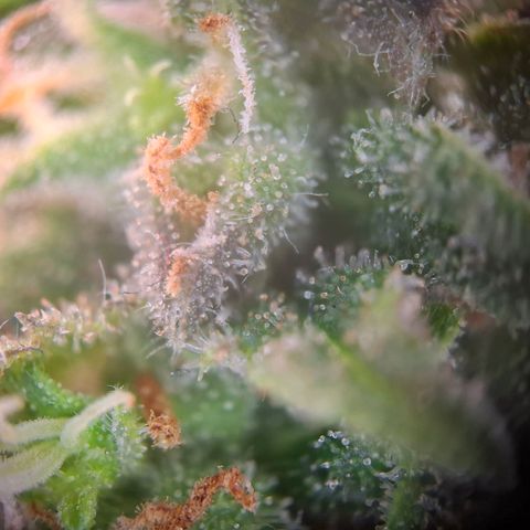Acapulco Gold growlog timeline photo