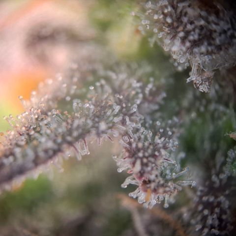 G13 Haze growlog timeline photo