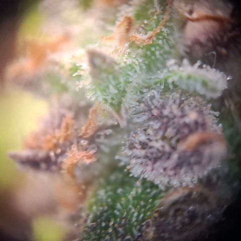 G13 Haze growlog timeline photo