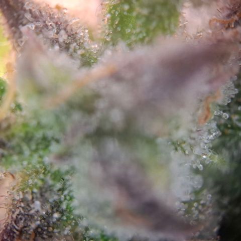 G13 Haze growlog timeline photo