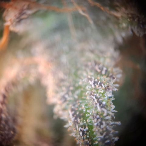 G13 Haze growlog timeline photo