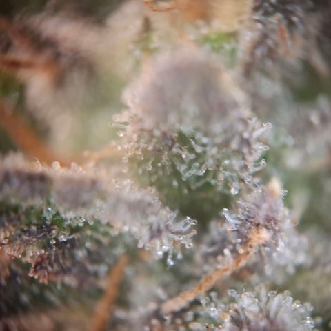 OG Kush growlog timeline photo