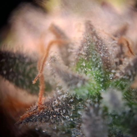 OG Kush growlog timeline photo