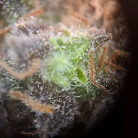 OG Kush growlog timeline photo