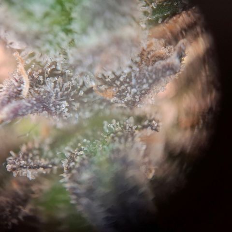 OG Kush growlog timeline photo