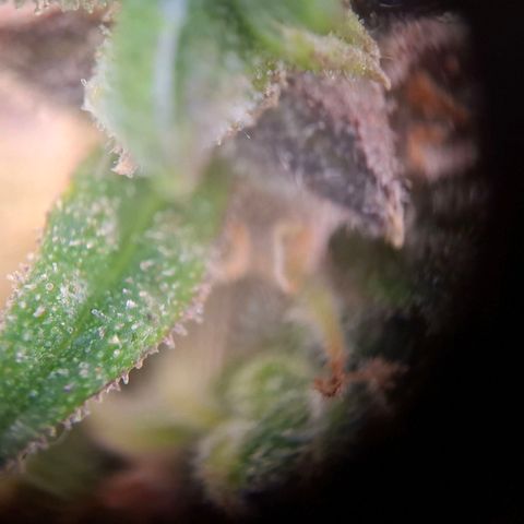 Acapulco Gold growlog timeline photo