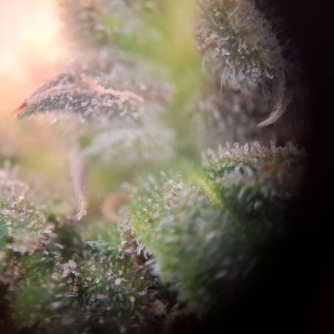 Acapulco Gold growlog timeline photo