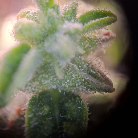 Acapulco Gold growlog timeline photo