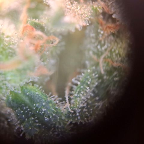 Acapulco Gold growlog timeline photo