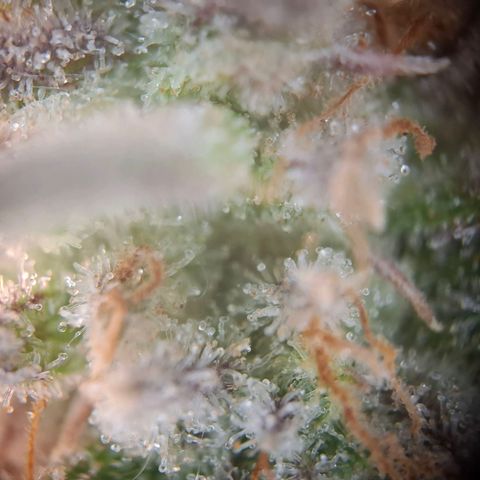 G13 Haze growlog timeline photo