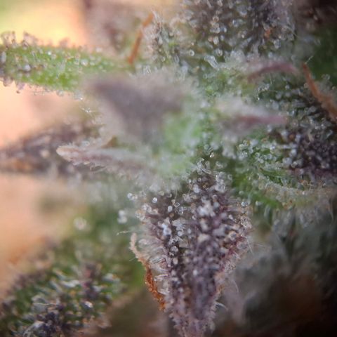 G13 Haze growlog timeline photo