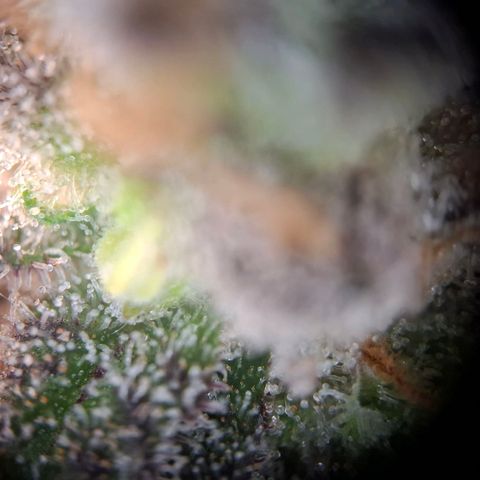 G13 Haze growlog timeline photo