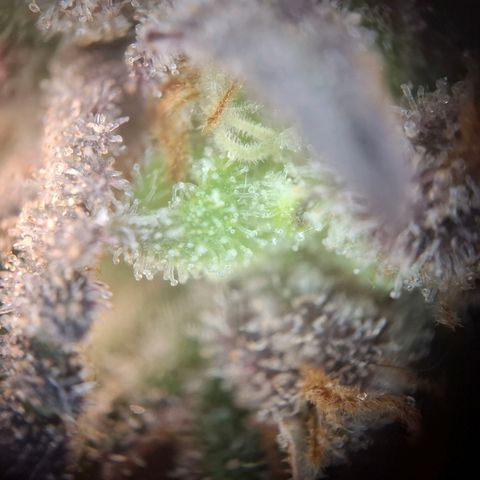 G13 Haze growlog timeline photo