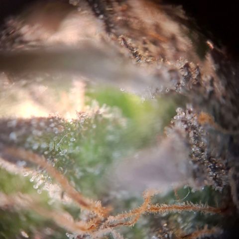 OG Kush growlog timeline photo