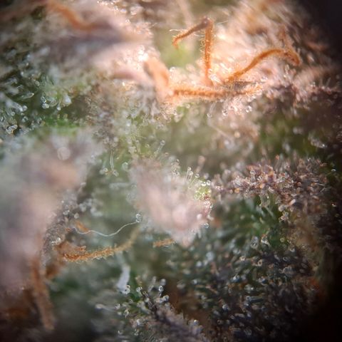 OG Kush growlog timeline photo