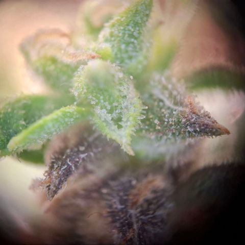 Acapulco Gold growlog timeline photo