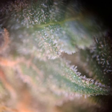 Acapulco Gold growlog timeline photo