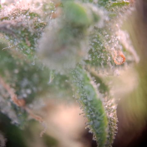 Acapulco Gold growlog timeline photo