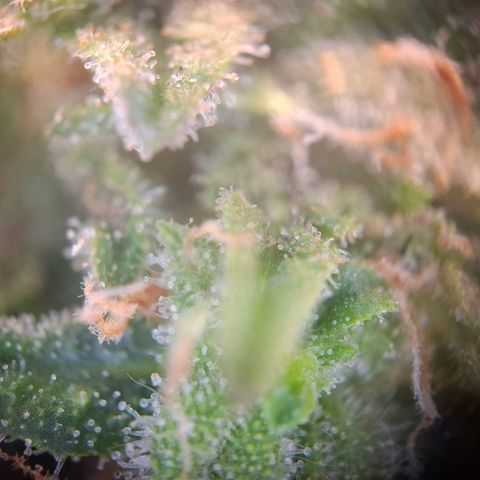 Acapulco Gold growlog timeline photo