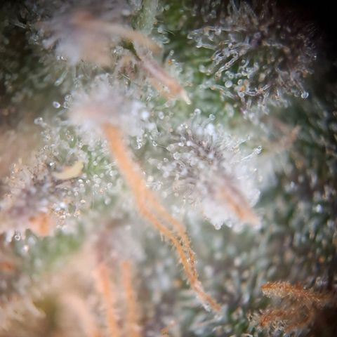 G13 Haze growlog timeline photo