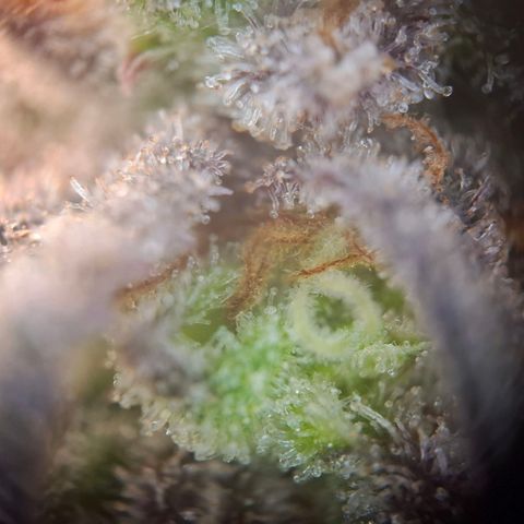 G13 Haze growlog timeline photo