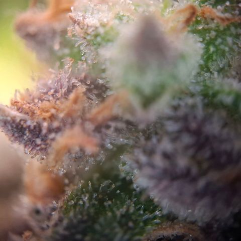 G13 Haze growlog timeline photo