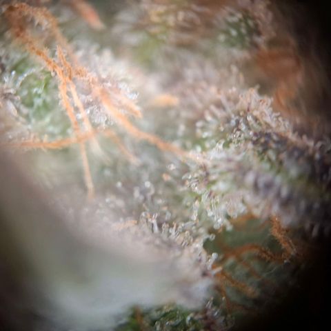 G13 Haze growlog timeline photo