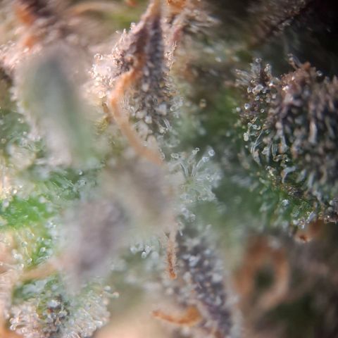 OG Kush growlog timeline photo